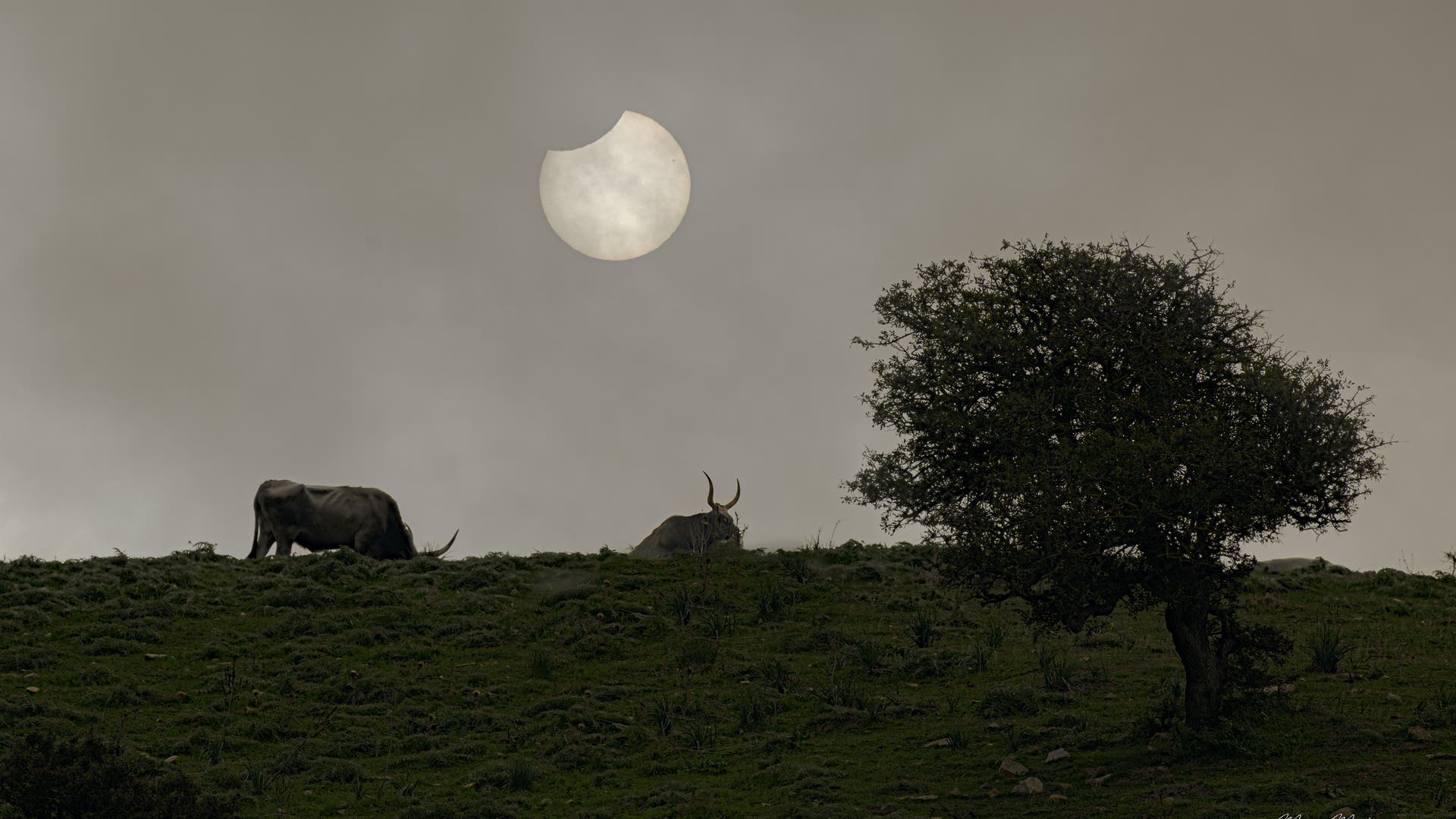 Sun Eclipse and Bulls Spektrum der Wissenschaft